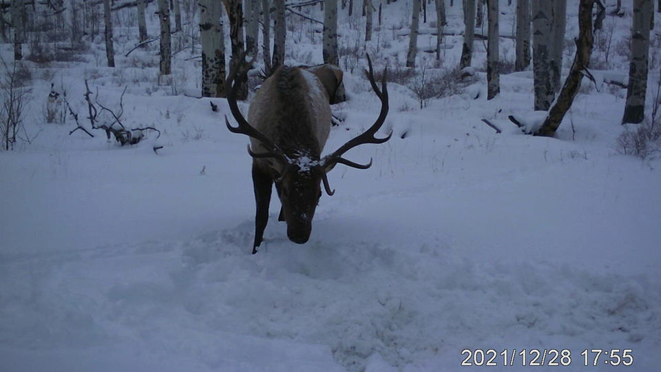 Windler Ranch Wildlife